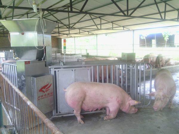 供应母猪电子饲喂站母猪自动饲喂系统