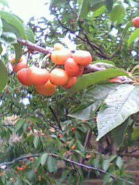 泰安市季节水果大樱桃厂家