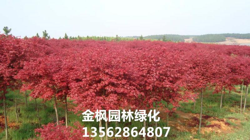 供应日本红枫，日本红枫多少钱，日本红枫价格