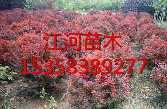 供应红叶小檗种植基地、江苏哪里有红叶小檗、红叶小檗批发、红叶小檗2016价格图片