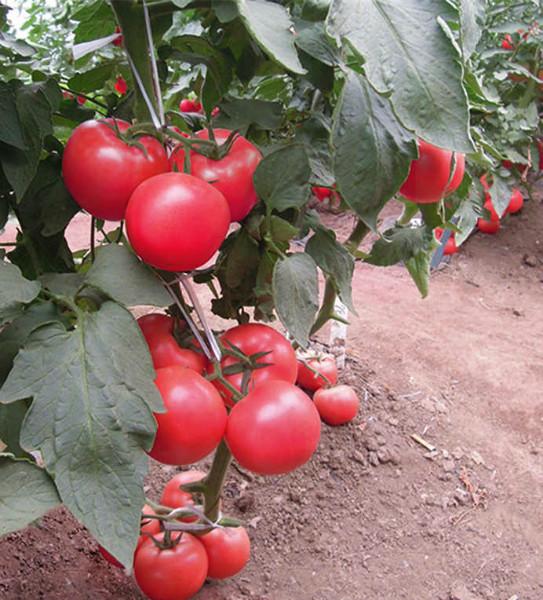 供应爱美特——耐寒大粉果番茄种子图片