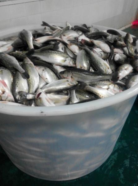 供应鱼速冻库，快速降温保证鱼的原有品质