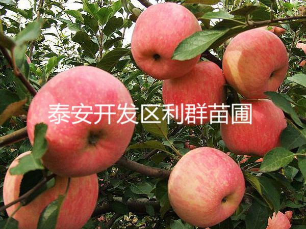 泰安市果树苹果树苗苹果果树苗厂家供应果树苹果树苗苹果果树苗