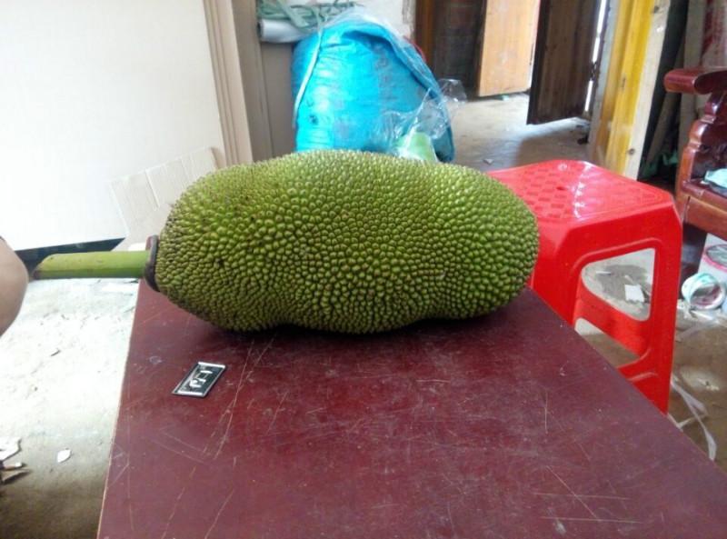马来西亚一号菠萝蜜苗批发/价格供应马来西亚一号菠萝蜜苗批发/价格