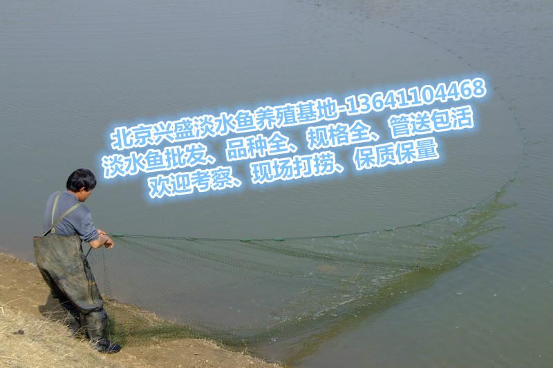 供应用于养殖的北京海淀区鱼苗批发