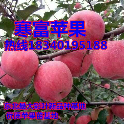 供应一刀寒富苹果苗-123苹果苗