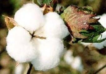 美国比马棉纱线 精梳100% 纯纺 混批发