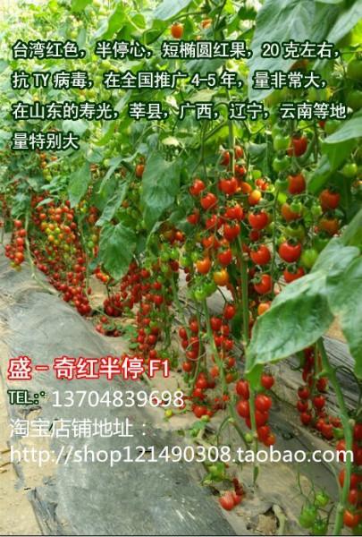 供应抗TY番茄种子台湾红色短椭圆红果图片