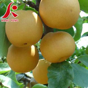 供应梨树苗新品种、大果水晶梨树苗 3年生梨树成苗 4-5公分梨树苗价格图片