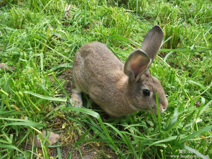 供应养殖兔子的效益如何，种兔价格，哪里供应的种兔便宜，杂交野兔图片