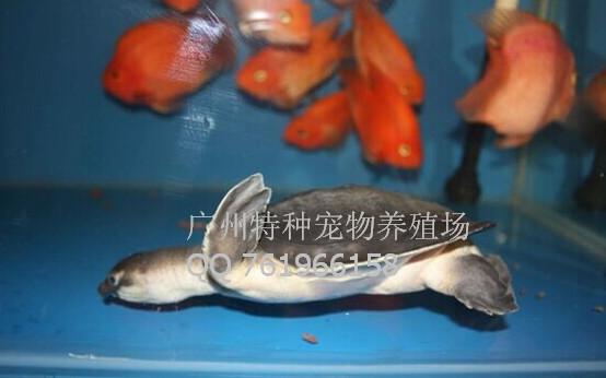 广州猪鼻龟养殖场批发
