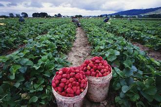 供应用于种植的草莓苗品种，草莓苗批发出售，草莓苗出产地图片