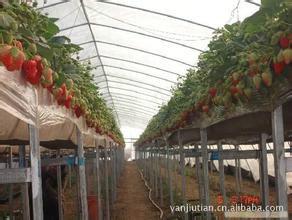 供应草莓苗大量供应基地优质草莓种苗批发行情图片