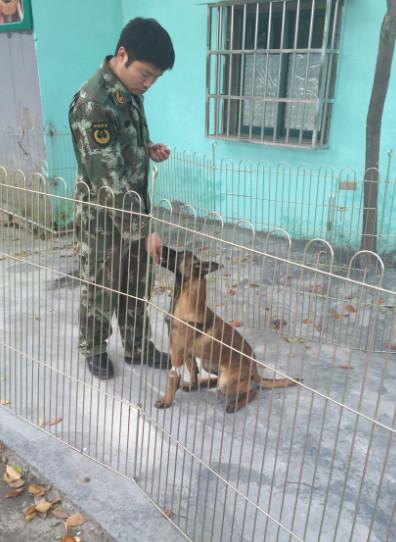 供应上海宠物寄养训练销售保安犬工作犬图片