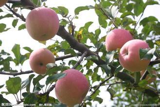 供应特早熟苹果苗、矮化富士苹果苗 脱毒苹果苗 2公分苹果苗占地苗