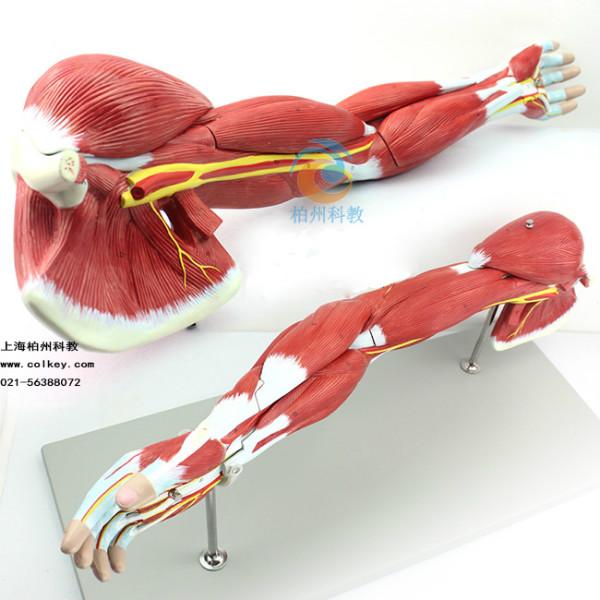 供应上肢层次解剖模型肌肉解剖模型
