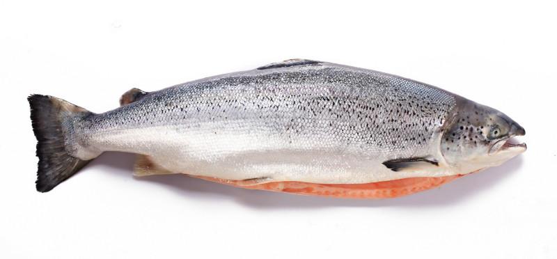 供应用于三文鱼的铭亿食品批发智利进口冰鲜三文鱼