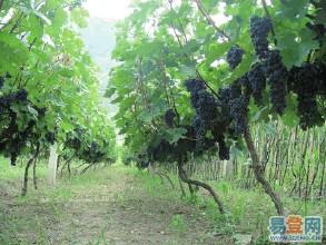 供应适合南方种植的葡萄苗品种、夏黑葡萄苗价格图片