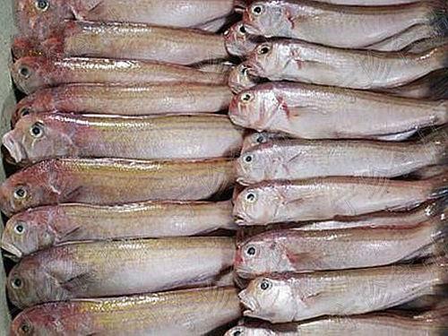 供应极品进口冷冻马头鱼 冷冻水产品马头鱼 10kg 型号齐全