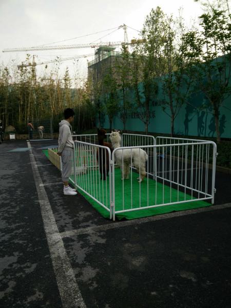 北京羊驼矮马孔雀香猪出租展出北京羊驼租赁 北京羊驼出租