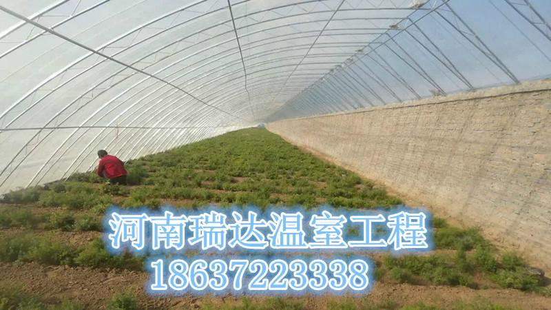 安阳市蔬菜大棚厂家供应蔬菜大棚就找河南瑞达温室工程有限公司
