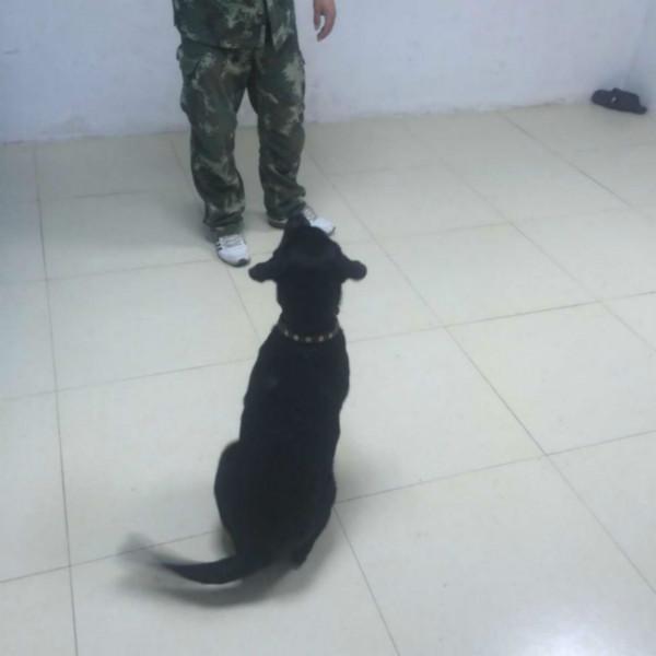 上海市训犬学校宠物训练首选中美亚太犬业厂家