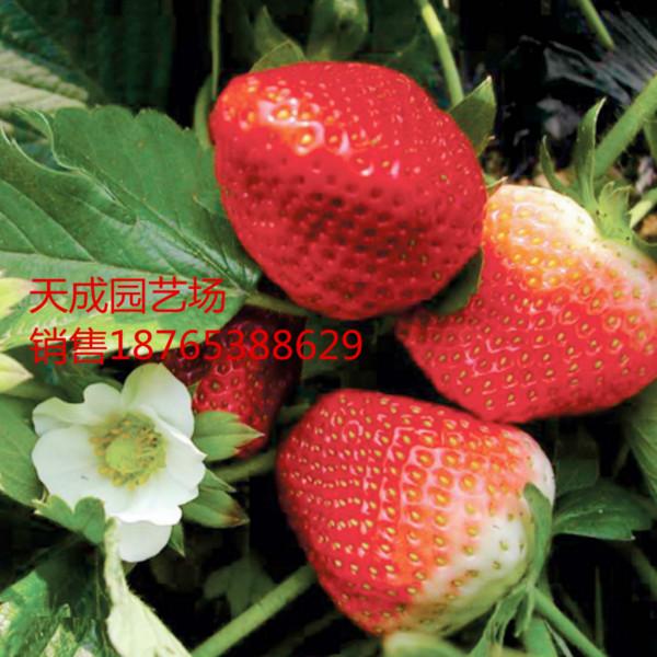 供应红颜草莓成活率高质优价廉货源充足量大从优图片