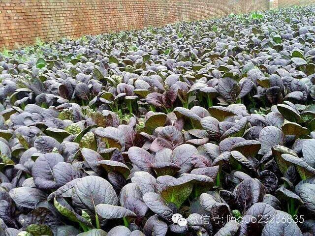 供应盛一奇青梗盛宝紫秀油菜种子紫色图片