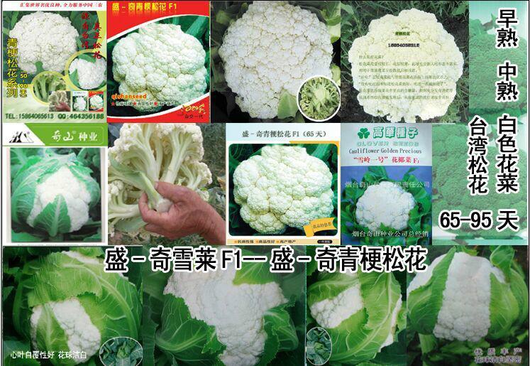 供应白色花菜种子白色青梗松花菜种子