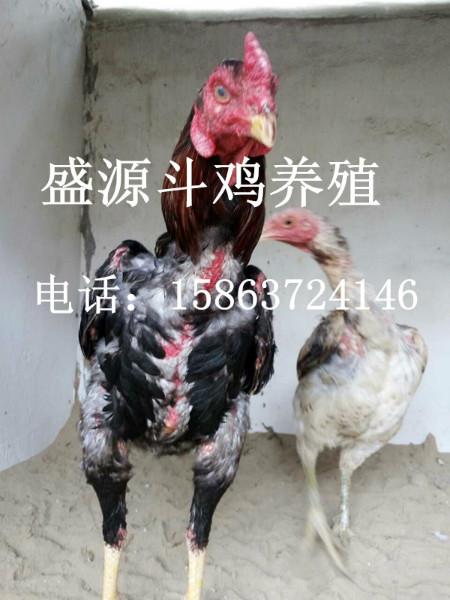 养殖纯种越南斗鸡技术，鬼子斗鸡出售，纯种泰国斗鸡图片