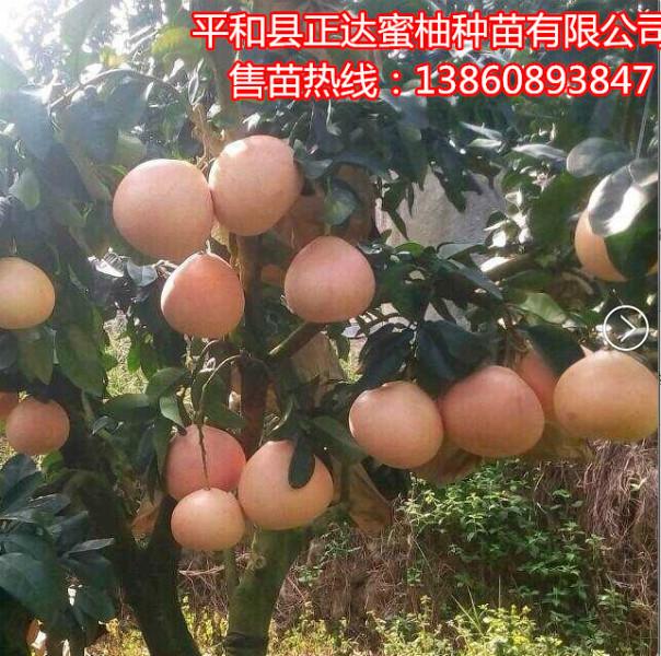 供应用于农业的福建三红蜜柚果苗三红蜜柚苗批发价格