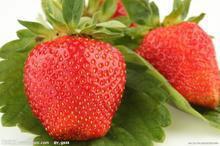供应红颜草莓苗图片