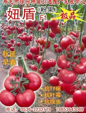 粉果番茄种子种苗妞盾  粉果番茄种子彩色包装良种