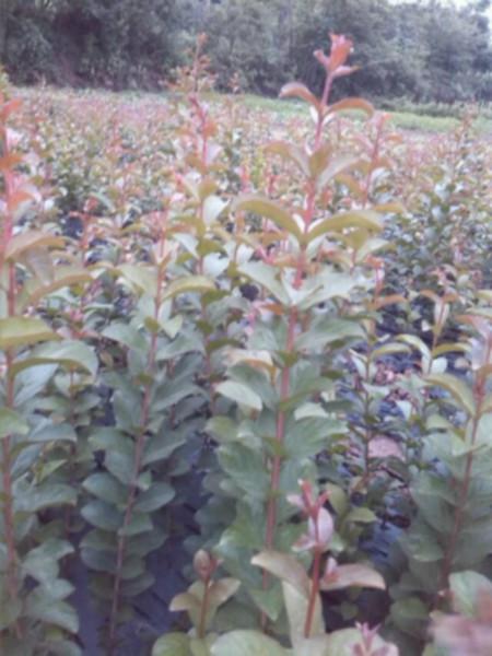 四川紫薇小苗供应用于盆栽|园林美化|紫薇小苗种植的四川紫薇小苗、紫薇小苗批发