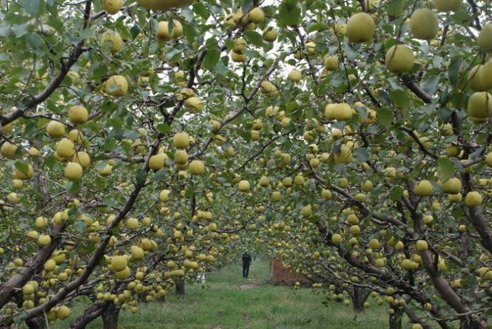 安徽砀山酥梨供应酥梨以大量上市批发