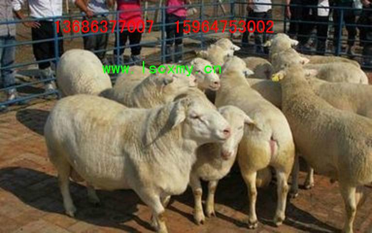 供应山东杜泊羊养殖场杜泊绵羊价格纯种杜泊羊种羊多少钱一只