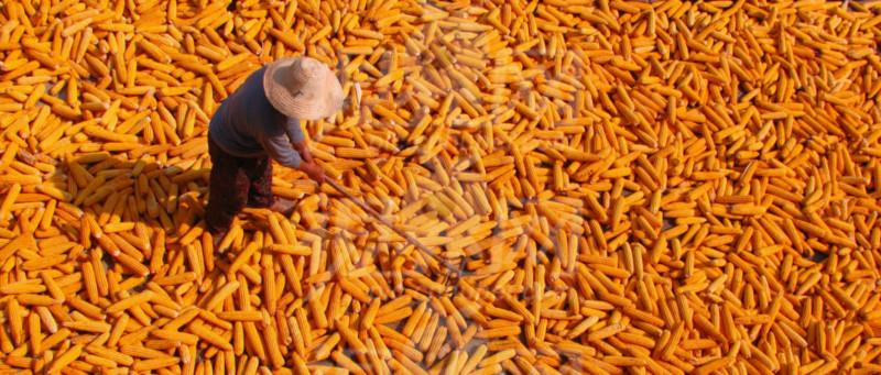 黑龙江齐齐哈尔市出售玉米大豆高粱批发