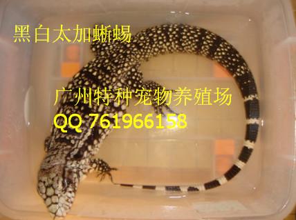 供应广州蜥蜴养殖场/蜥蜴生态养殖基地/蜥蜴供货商