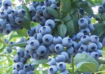 供应蓝莓苗基地蓝莓苗新品种早熟蓝莓苗