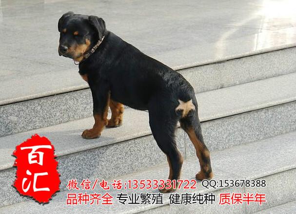 广州哪里有卖纯种罗威纳幼犬批发