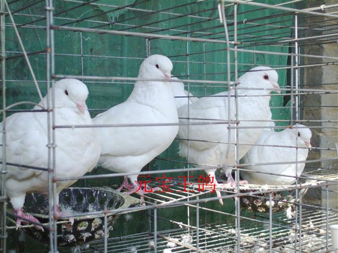 山东枣庄哪里有种鸽肉鸽养殖场批发
