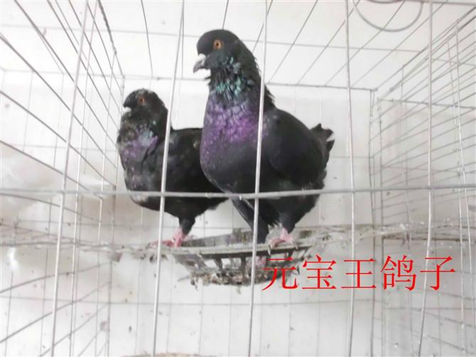银王鸽的电话山东鲁山种鸽养殖场批发